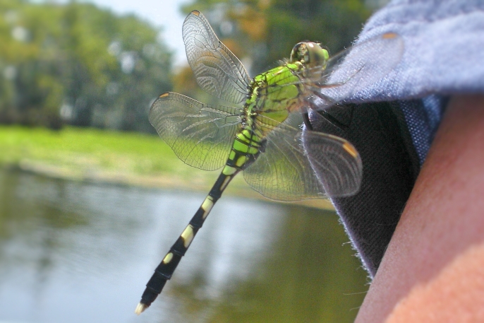 Dragonfly pair w Jean Biegun