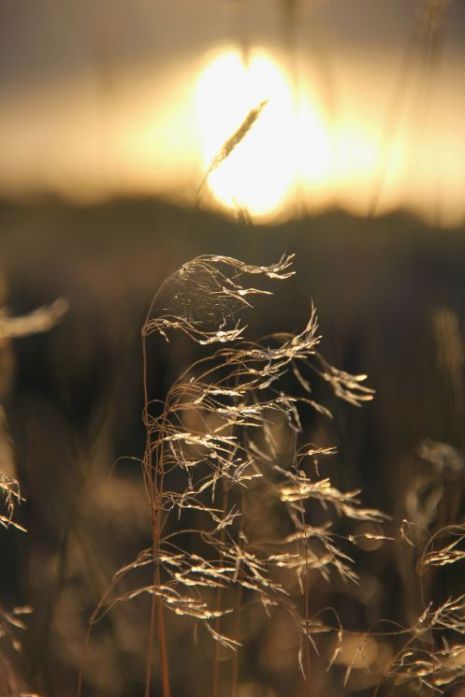 Sun Grass_Rehfeldt pair with hillsong poem