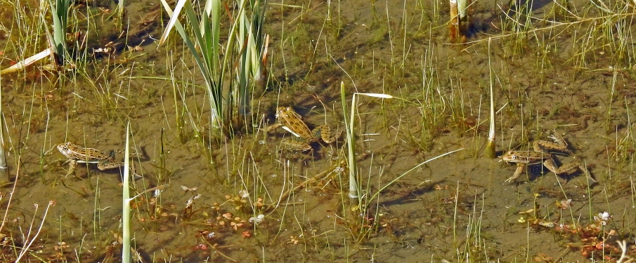 Janet Ruth Leopard Frog